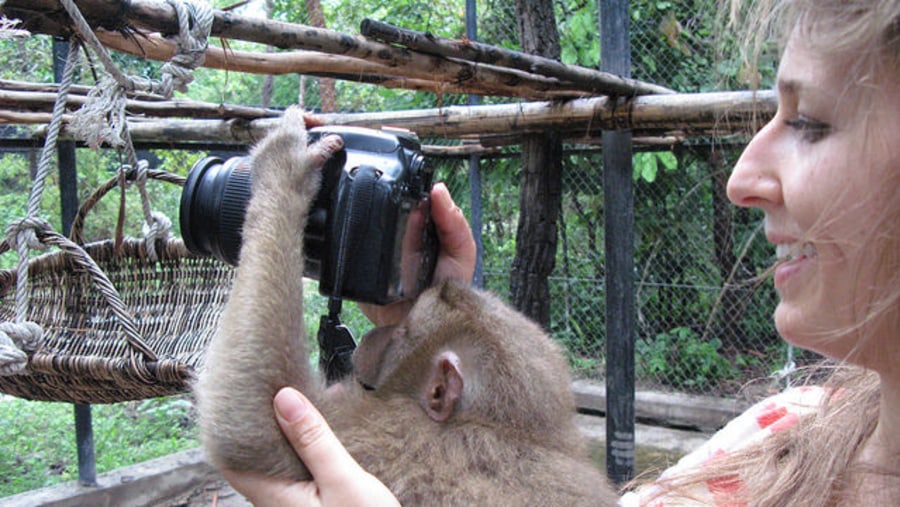 A monkey trying its hand at photography