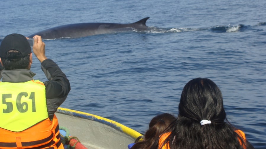 Whale Watching In Chañaral de Aceituno