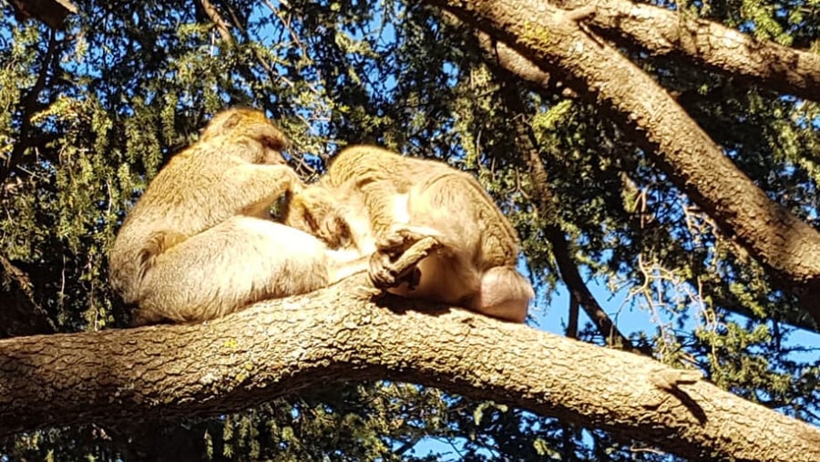 See Barbary Macaques near Azrou, Morocco