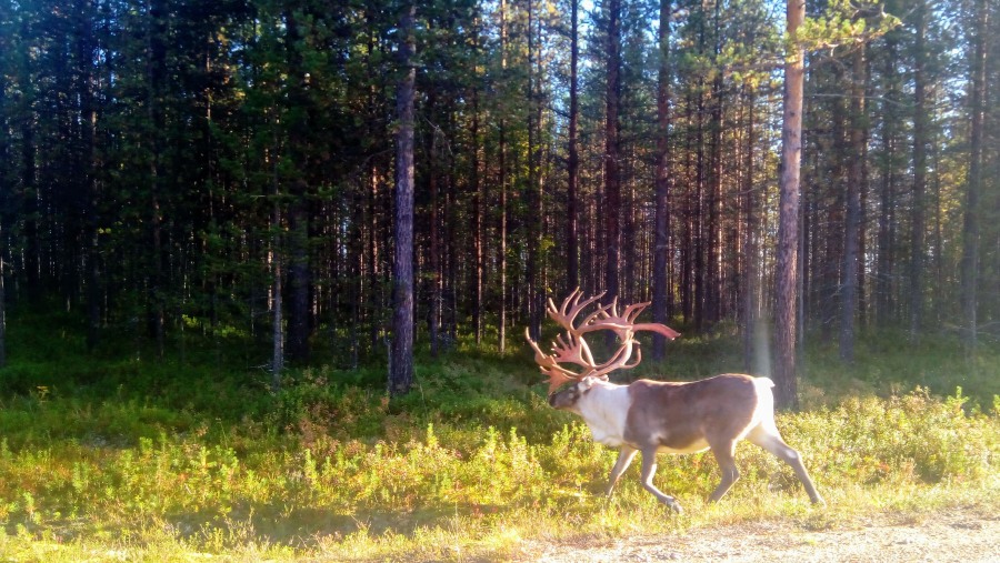 Wildlife in Oulanka National Park