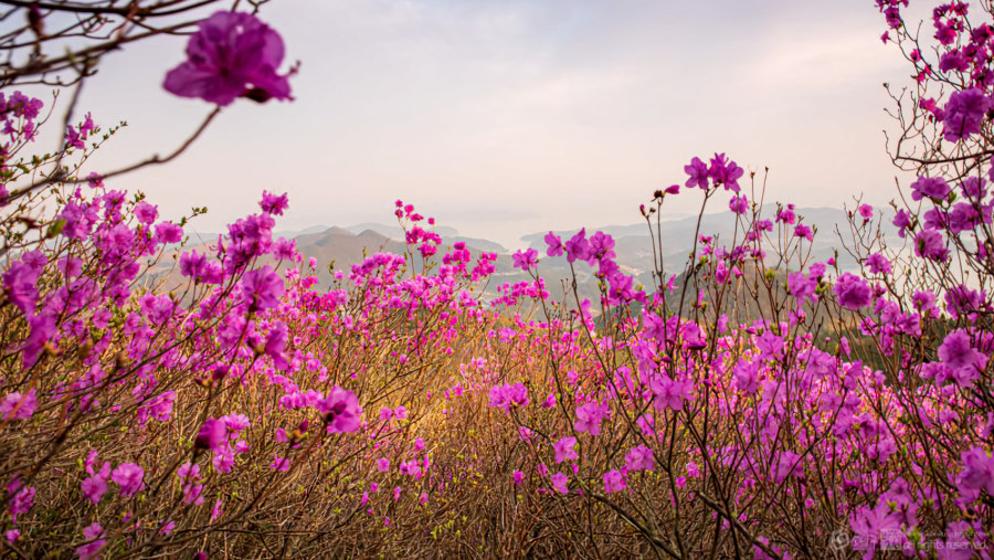 Korean Rosebay in Full Bloom on the Mountain