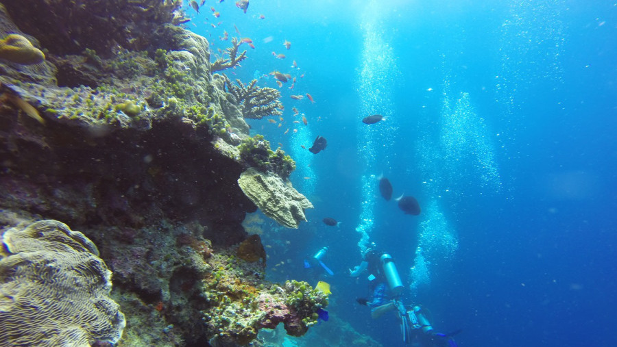 Snorkel in Maratua Island