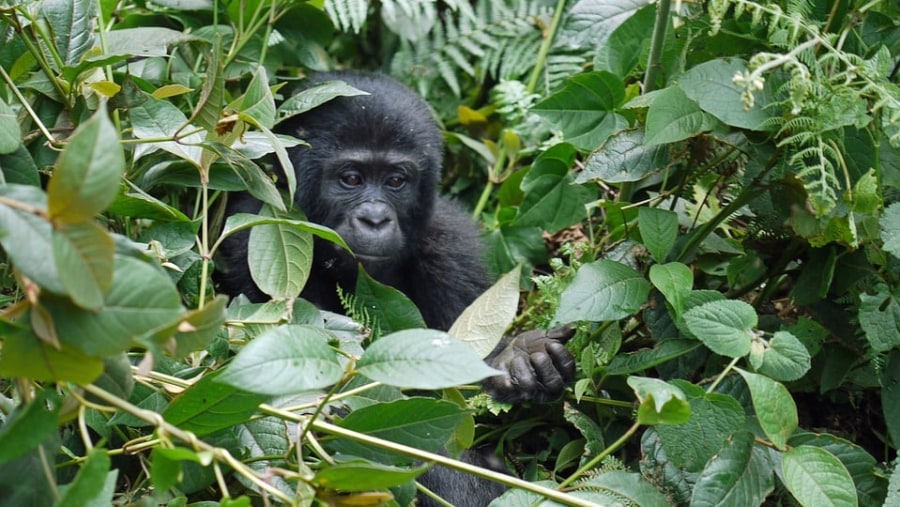 Gorilla tracking in Bwindi