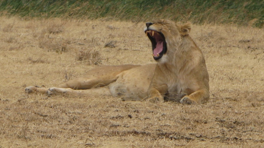 Lion at Serengeti National Park