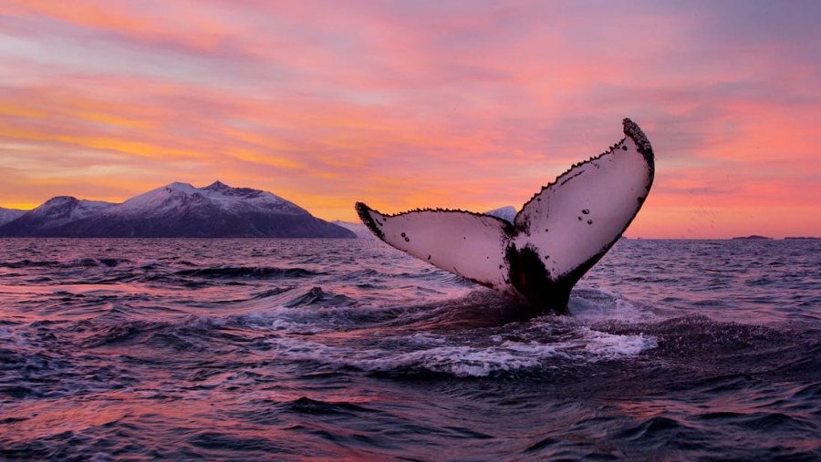 Whale Watching in Tromso