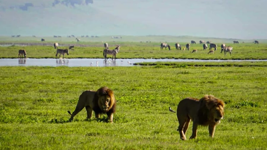 Lions and Zebras at Ngorongoro