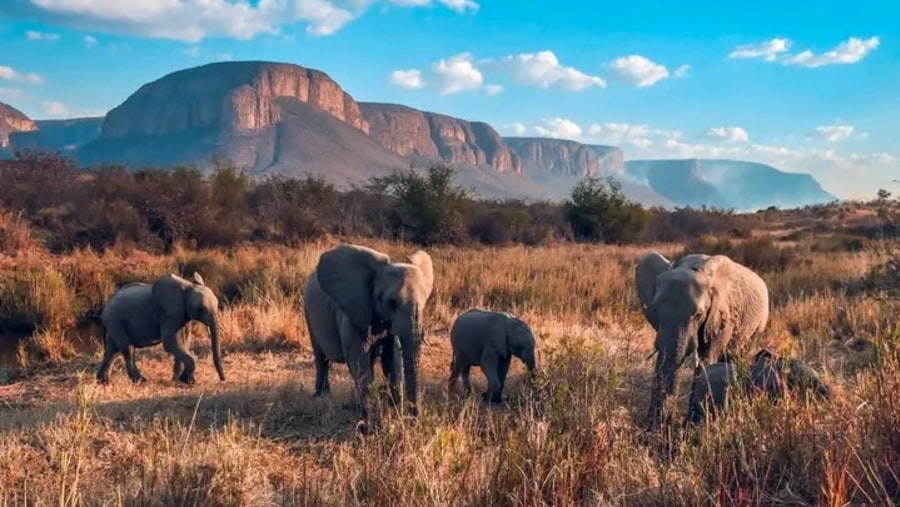 Elephants in Marakele National Park