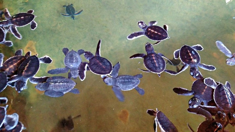 Turtle Hatchery