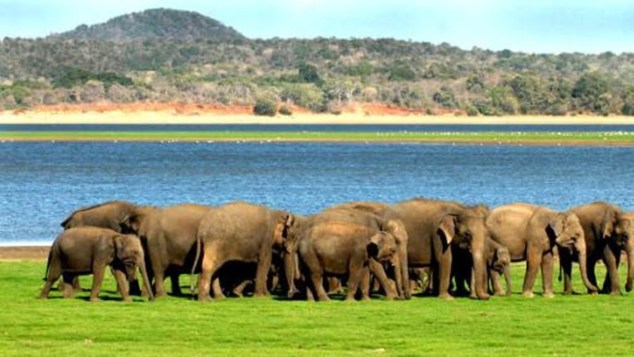 Sri Lankan elephants