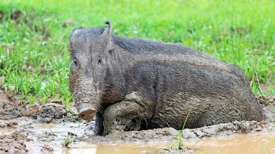 Wild Boar