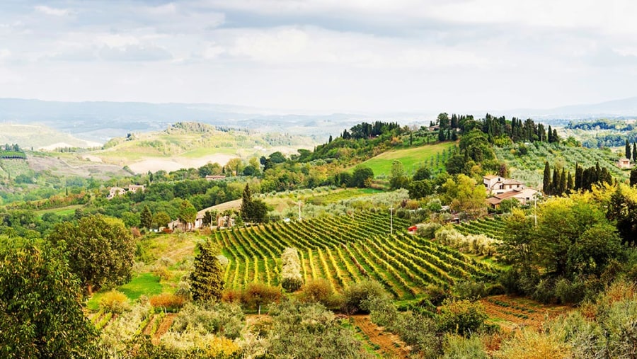 Vineyard of Orvieto, Italy