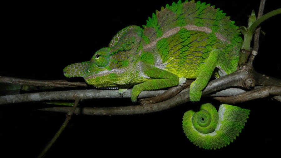 Chameleon