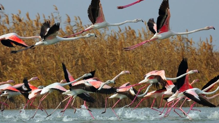 flamingos of Shirvan National Park