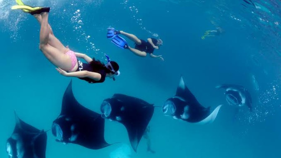 Swim with the Manta Ray