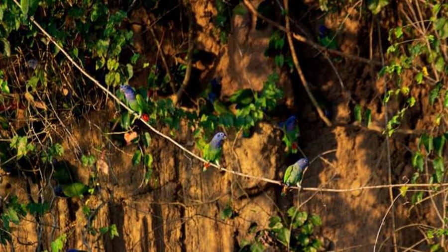 Blue-Headed Parrot on the Clay Lick Tour