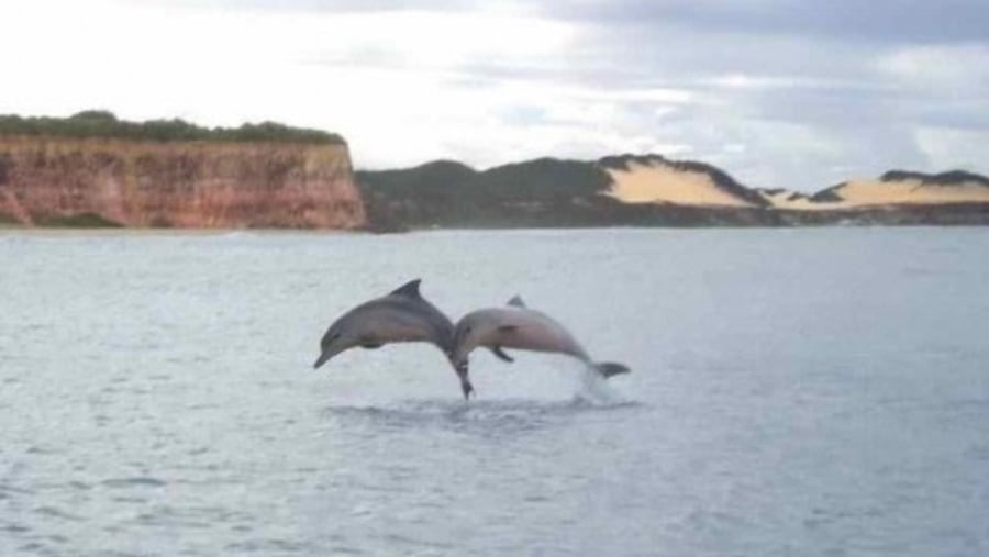 Dolphins in beach of the Madeiro