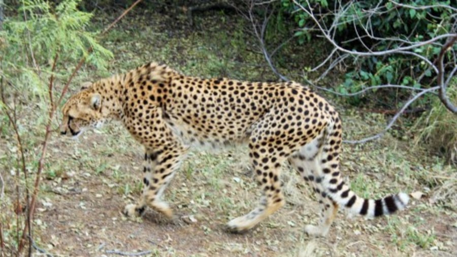 Leopard spotted in Hluhluwe