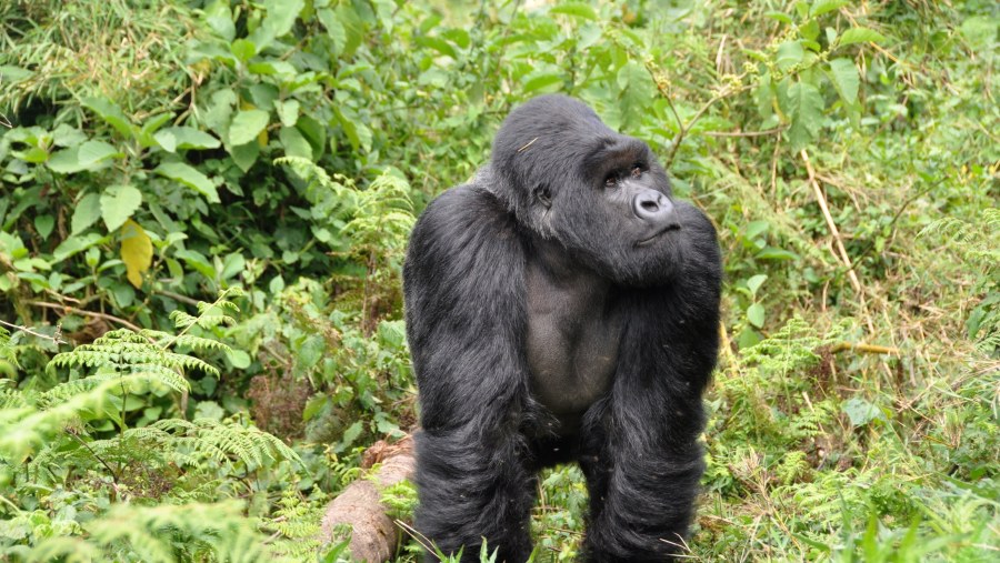 Gorilla Tracking in Rwanda