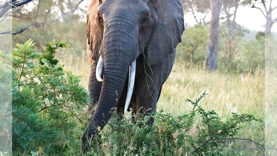 Elephant Game Drive in Kruger National Park