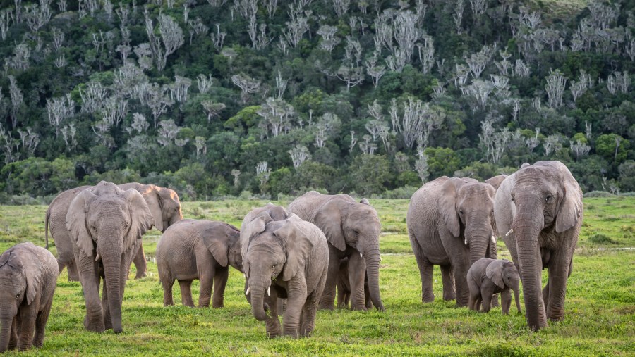 Elephants at Mikumi National Park