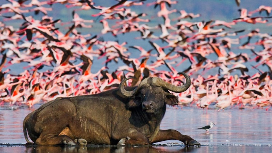 Flamingos and Buffalo at Lake Nakuru Park