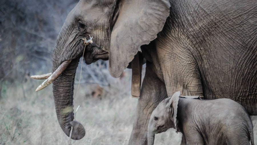 Elephants at the Tarangire National Park