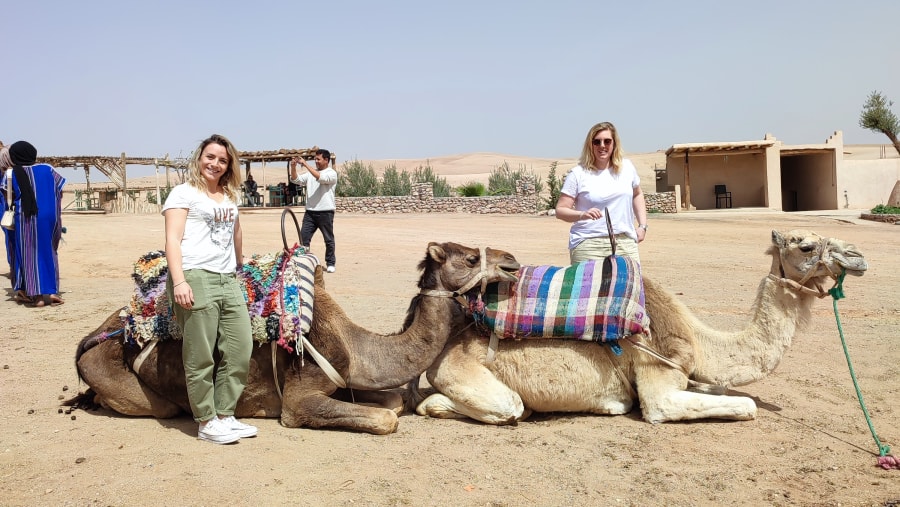 Camel Safari