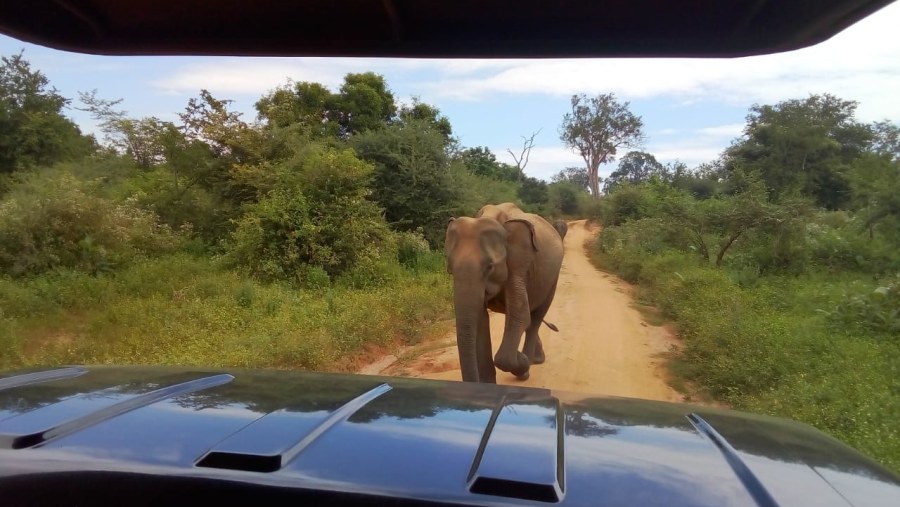 Yala National Park