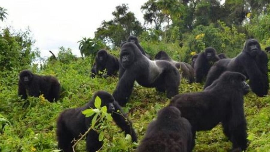 Enjoy Gorilla trekking at a cheaper permit inUganda