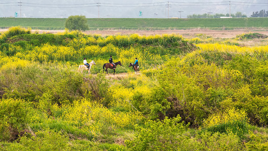 Wild canola flowers along the Nakdong River