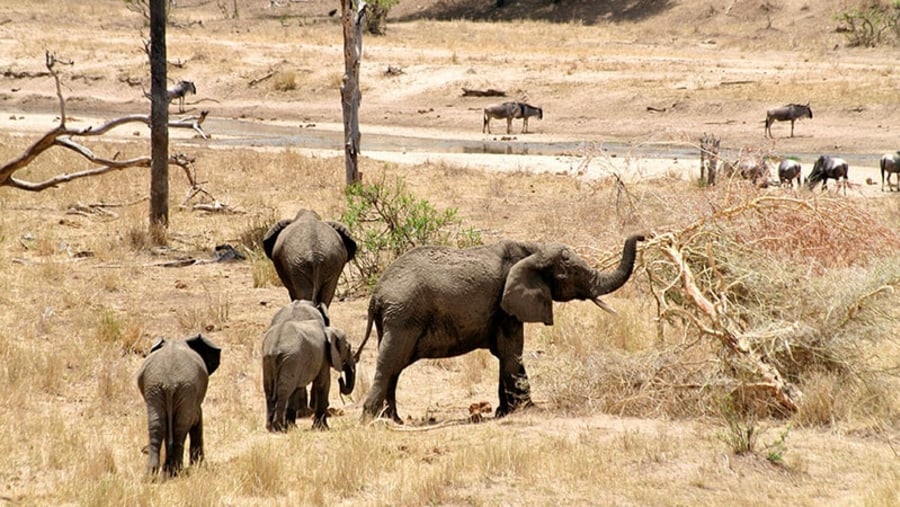 Elephants at Tarangire National Park