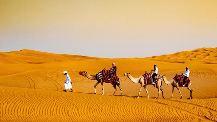 Camel Rides in the Desert