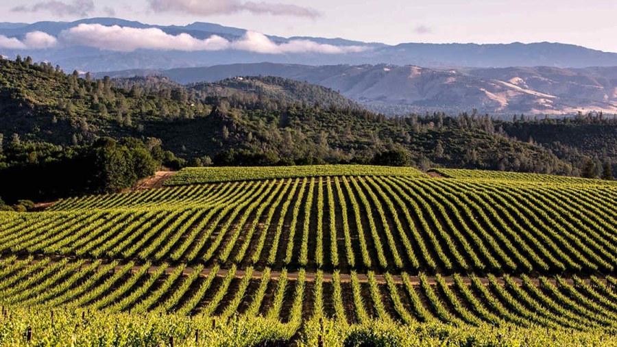 Vineyard In California