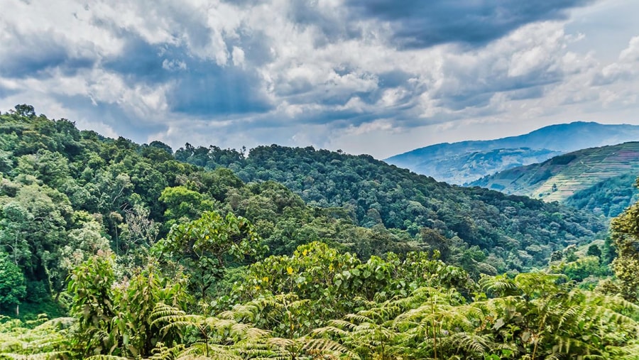 Bwindi Impenetrable National Park