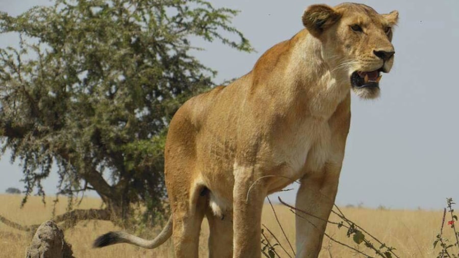 Serengeti National Park