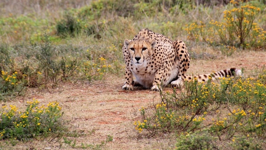 Cheetah in Kruger National Park