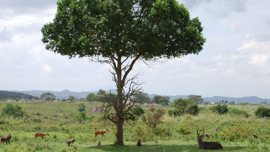 Take a safari tour of Arusha National Park