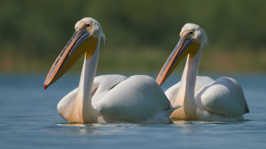 Great white pelicans - Pelecanus onocrotalus