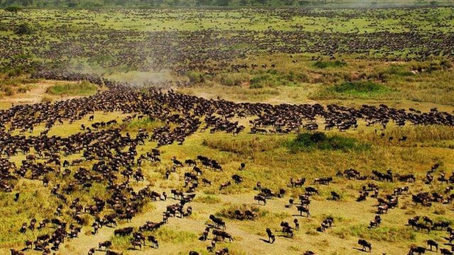 Wildebeest Migration