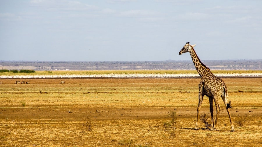 Giraffe at Lake Manyara National Park