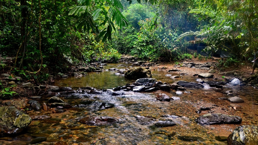 Explore the Jungles of Bukit Lawang in Indonesia