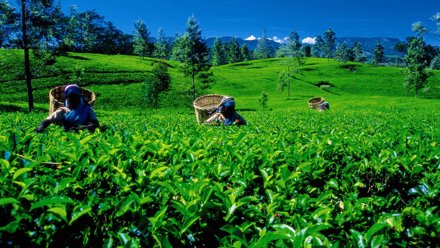 Tea plantations in Nuwara Eliya