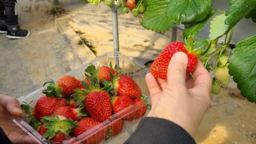 Fresh Strawberries