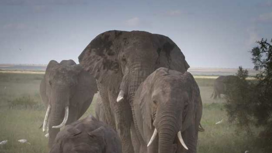 Elephants in Tarangire National Park