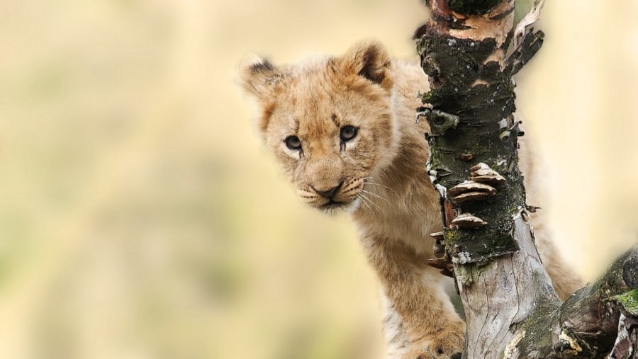 Lion Cub