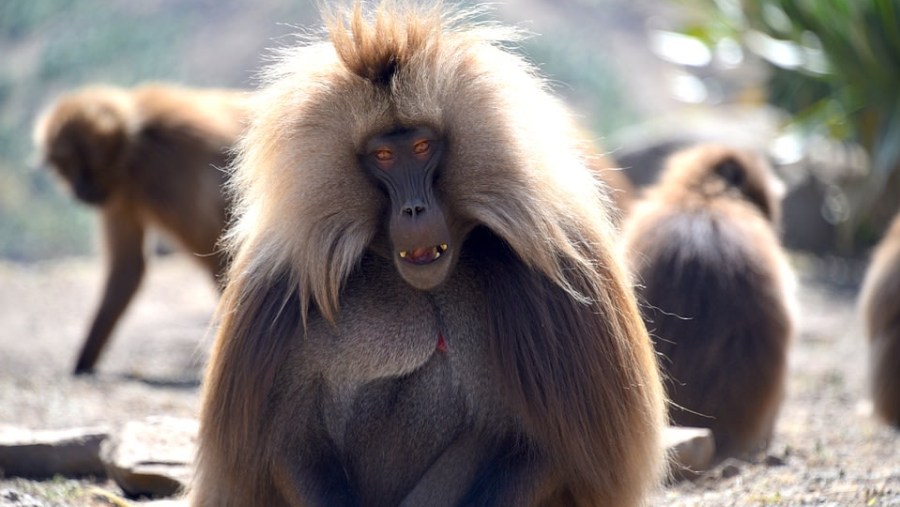 Gelada Baboons of Simien Mountains