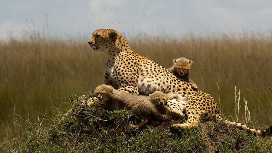 Cheetah and her cubs at sight