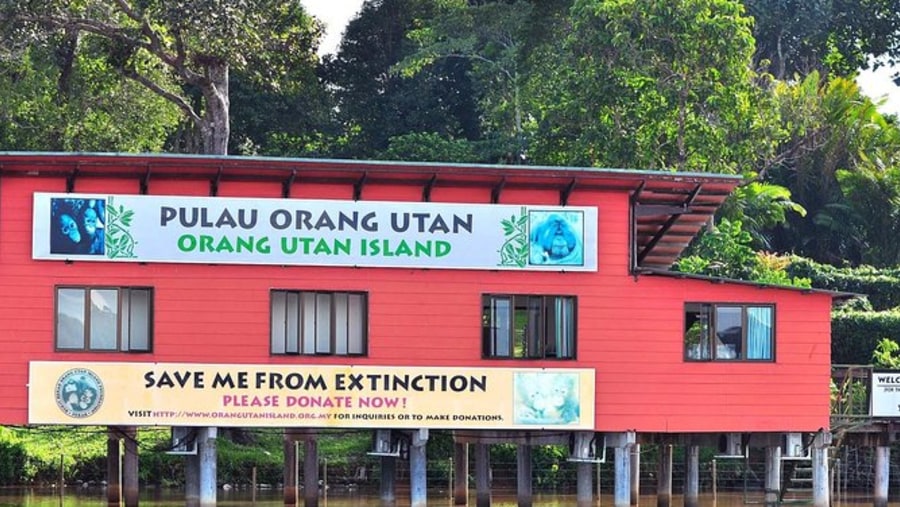 Orang Utan Island