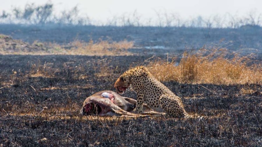Cheetah and its prey