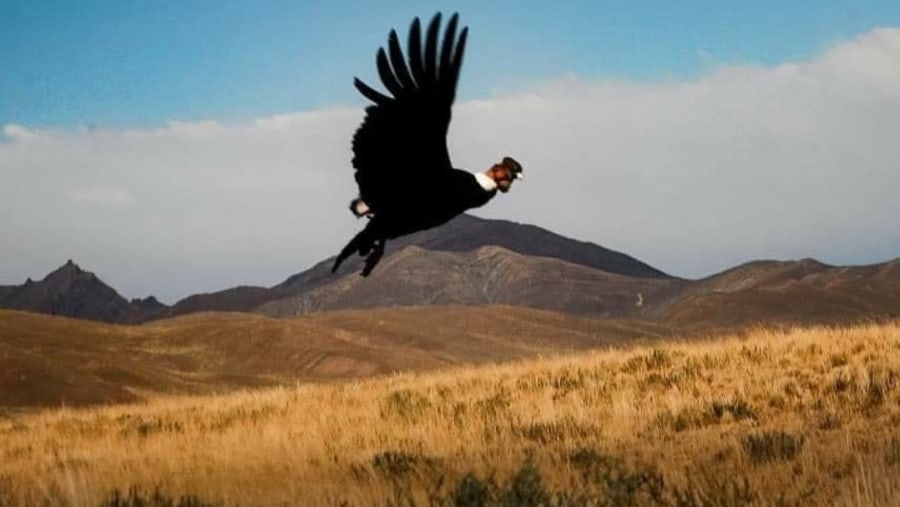 Andean Condor